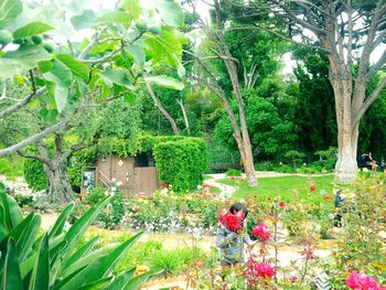 Plants growing on tree
