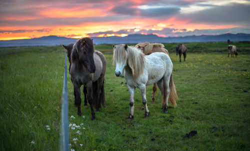 Icelandic wild horses in a grassy field during summer's midnight sun's colorful sky.