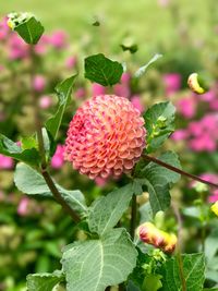 Close-up of pink flowers
