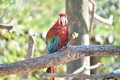 Close-up of parrot perching on branch