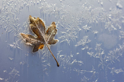 Close-up of snow on leaf during winter