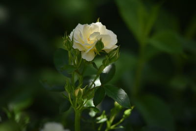 Close-up of white flowering plant