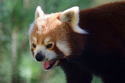 Red panda.