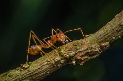 Close-up of ant on branch