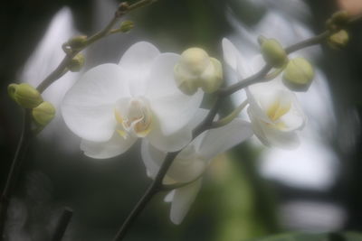 Close-up of white flowers blooming on tree