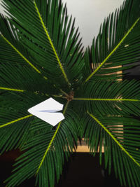 Close-up of palm tree leaves