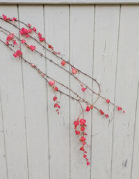 Close-up of ivy on wall