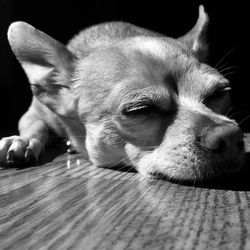 Close-up of dog looking away