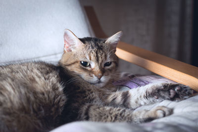 Cat resting at home