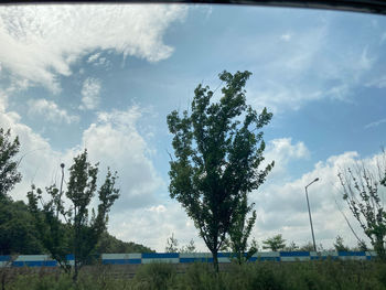 Trees on field against sky