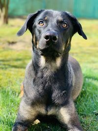 Close-up portrait of dog on field