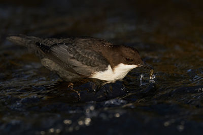 Close-up of bird