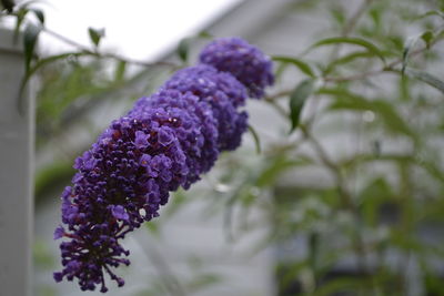 Close-up of purple flower