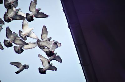 Low angle view of birds flying against sky