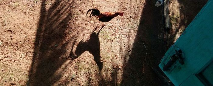 Shadow of bird on wall