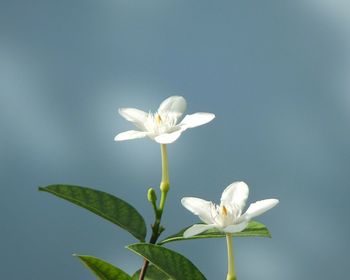 Close-up of white frangipani blooming outdoors