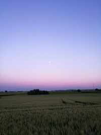 Scenic view of agricultural field against clear sky at sunset