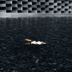 High angle view of birds on street