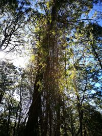Low angle view of trees against sky