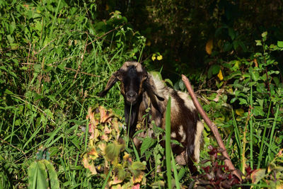 Monkey in a field