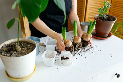 Florist transplants hyacinths from a shipping container into a pot