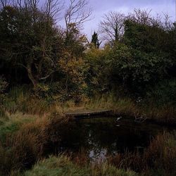 Reflection of trees in lake