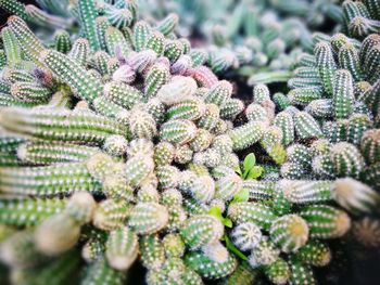 Close-up of cactus