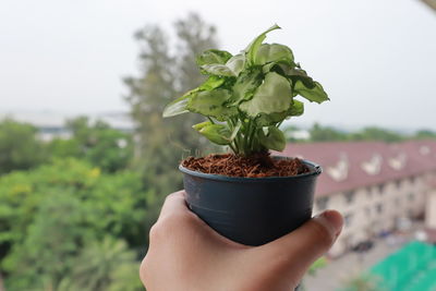 Midsection of person holding small plant