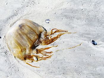 Close-up of crab on sand