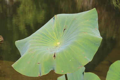 Close-up of lotus water lily on leaves