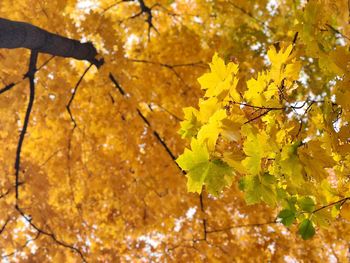 Low angle view of yellow maple leaf on tree