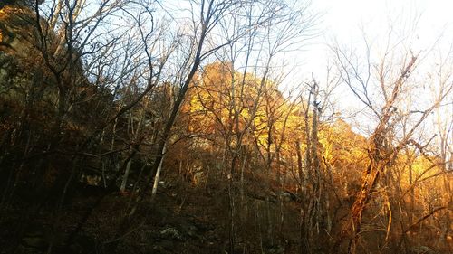 Bare trees in forest during autumn