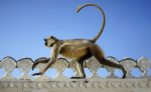 A monkey is running over a wall in udaipur, india