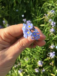 Close-up of hand holding small purple flower