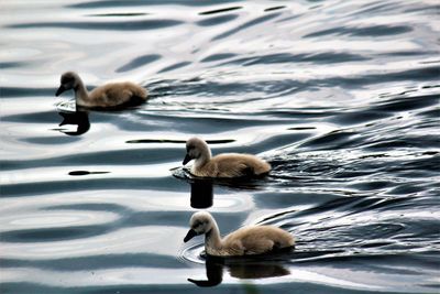 Swans swimming in lake