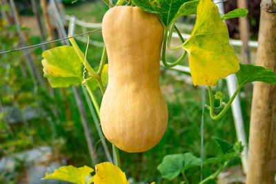 Cropped hand of man holding pumpkin