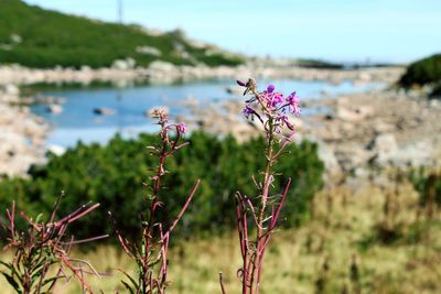 Close-up of pink flowering plant