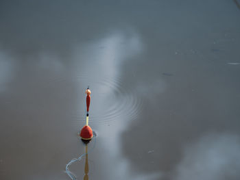 In the smooth calm water swims a fishing pose