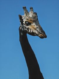 animal