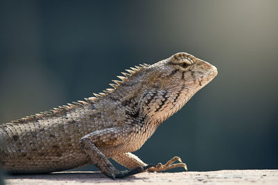 Close-up of lizard on surface