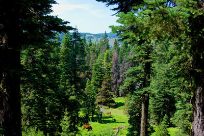 Trees in forest against sky