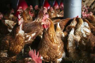 Close-up of birds in farm