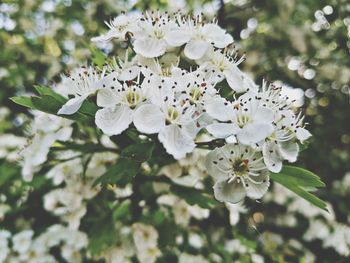Close-up of white flowers blooming on tree
