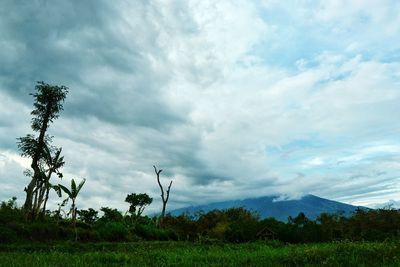 Scenic view of green landscape against sky