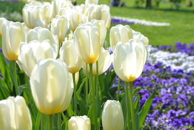 Close-up of tulips blooming in field