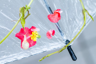 Close-up of pink flowers