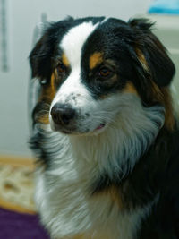 Close-up portrait of dog