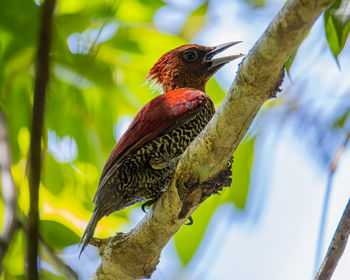 Close-up of bird perching on branch