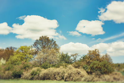 Trees on landscape against cloudy sky