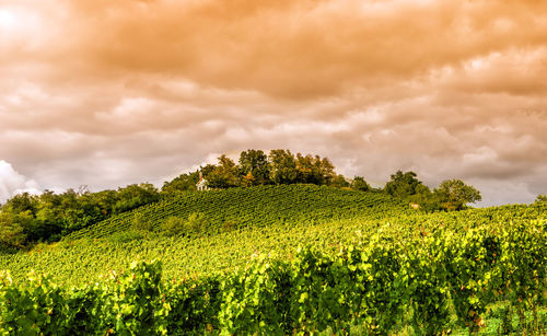 Scenic view of field against sky